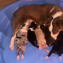 Miniature Australian Shepherds from Double “B” Cross Ranch