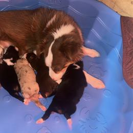 Miniature Australian Shepherds from Double “B” Cross Ranch