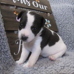 Jack Russell Terrier Puppies from Spritely Jack Russell Terriers