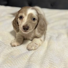 Bentley - Fawn (isabella) and cream male Dachshund puppy in Newport, Tennessee from Justice Doxies