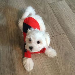 Maltese from Lil Lap Warmers