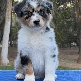 Surfer - Blue merle male Miniature American Shepherd puppy in New Mexico from Von Südwest German Shepherds and Mosaic Mini American Shepherds