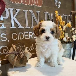 Cavapoo and Coton de Tulear Puppies from Big Gulch Puppies