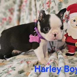 Boy 2 Purple Collar - Black and white male Boston Terrier puppy in Gore, Oklahoma from Ford's Traditional and Colored Boston Terriers
