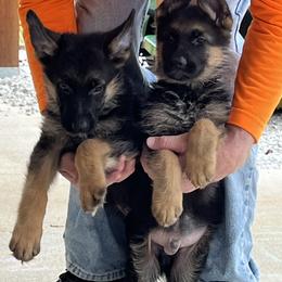 Brown Boy - Black and cream male German Shepherd puppy in Green Forest, Arkansas from Green Forest German Shepherds
