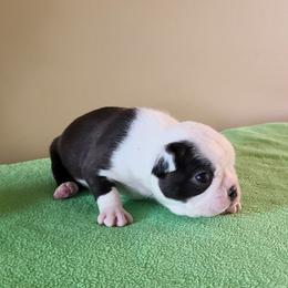 Cupid - Seal and white male Boston Terrier puppy in Rogersville, Alabama from Angel's Boston Terriers and French Bulldog