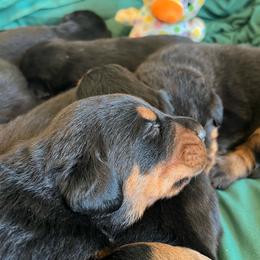 Available female - Black and rust female Beauceron puppy in Patten, Maine from Beaucerons De La Valle Katahdin
