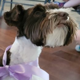 Remi - Miniature Schnauzer