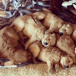 Golden Retriever Puppies from Chizan Goldens