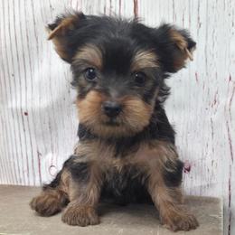 Snickers - Blue and gold male Yorkshire Terrier puppy in Monticello, Iowa from Ashley’s Puppies