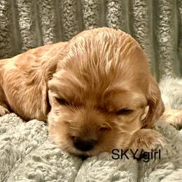 Sky - Golden female Cocker Spaniel puppy in Sumter, South Carolina from Cocker Eclipse In Home Kennel