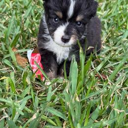 Black Tri Male - Black tri male Toy Australian Shepherd puppy in Brashear, Texas from Double R farms