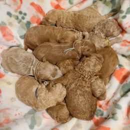 Cavapoo and Goldendoodle Puppies from Hearts Full of Puppies