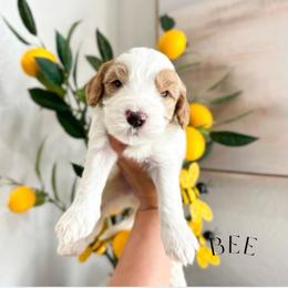 BEE - Caramel ice male Australian Labradoodle puppy in Palmdale, California from Heavenly Doodles