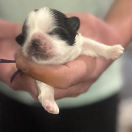 Purple - Black and white female Shih Tzu puppy in Berkeley Springs, West Virginia from Sandridge Shih Tzus