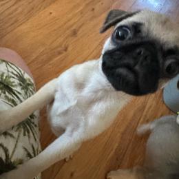 Ben - Fawn male Pug puppy in Indian Trail, North Carolina from Love Pugs