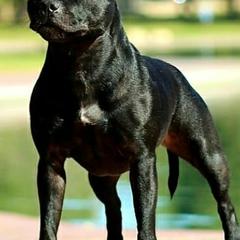 Staffordshire Bull Terriers from Chavier Staffords