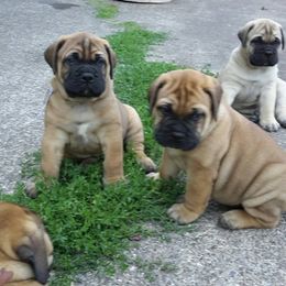 Bullmastiff Puppies from Showdown Kennels