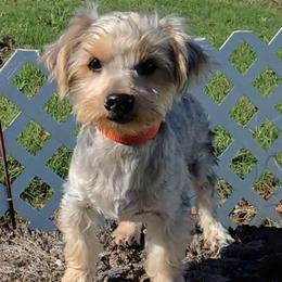 Marty - Blue and gold male Yorkshire Terrier puppy in Aurora, Missouri from KnJ Precious Paws LLC