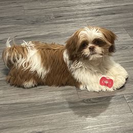 Rex - Shih Tzu