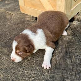 Sienna - White and red female Border Collie puppy in Rickman, Tennessee from Roaring River Border Collies
