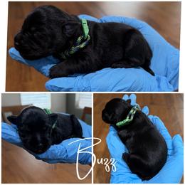 Buzz - Black male Miniature Schnauzer puppy in Victorville, California from West Coast Crown  Miniature Schnauzer