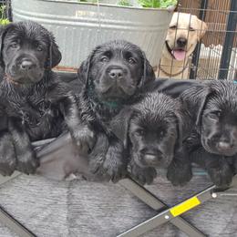 Labrador Retriever Puppies from Labs4Ever Labradors