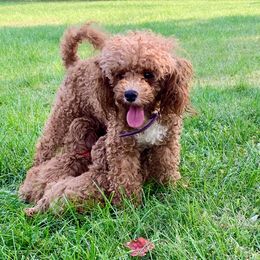 Cavalier King Charles Spaniel, Cavapoo, and Poodle Puppies from Loblolly Ranch