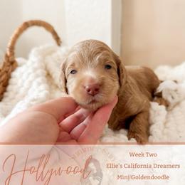 Hollywood - Apricot female Goldendoodle puppy in California City, California from Summer Sun Doodles