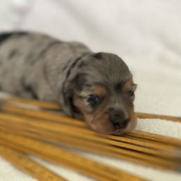 Blanche - Dapple female Dachshund puppy in Hudson, North Carolina from Foothills Precious Paws
