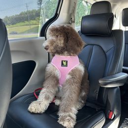 Mirabel - Goldendoodle