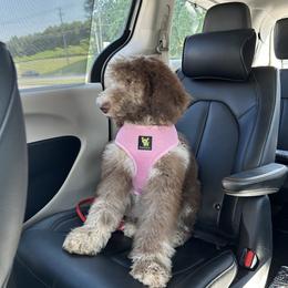 Mirabel - Goldendoodle