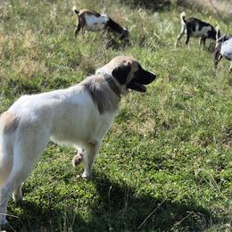 Colorado Mountain Dogs from Mercy Gates Farm