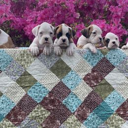 Boxers from David's Boxers
