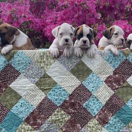 Boxers from David's Boxers