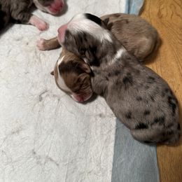 Miniature Australian Shepherd and Toy Australian Shepherd Puppies from Cherry Grove Kennel