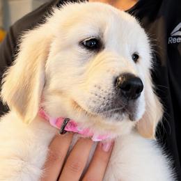 Dutches - Light golden female Golden Retriever puppy in Fresno, California from Warwick’s Central California Goldens