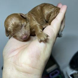 Buttercup - Red  female Poodle puppy in Tampa, Florida from The Sweet Life of a Toy Poodle