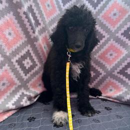 Yellow - Black female Poodle puppy in Mauston, Wisconsin from Quiverfull Acres