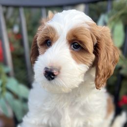 Star - Parti Goldendoodle puppy in Saint John, Indiana from Lulu's Goldendoodles