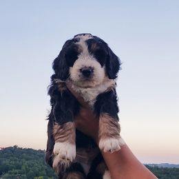 Bernedoodle and Goldendoodle Puppies from Stony Meadow Puppies