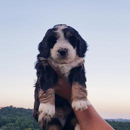 Bernedoodle and Goldendoodle Puppies from Stony Meadow Puppies