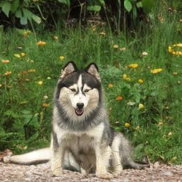 Vin - Black and white male Pomsky puppy in Bucyrus, Missouri from Hill Top Pomskies