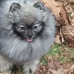 Pomeranians from Kelli's Poms