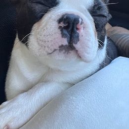 Boston Terrier Puppies from Bethelbreeders