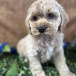 Vanellope Boy brown - Cream male Cockapoo puppy in Haines City, Florida from Camic Cockapoos