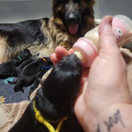 Pina Colada - Black female German Shepherd puppy in Fort Jennings, Ohio from Von Holtzapple German shepherds