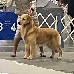 Mercy - Golden Retriever