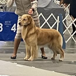 Mercy - Golden Retriever