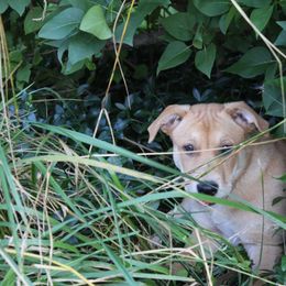 Carolina Dog Puppies from Williams Sweet Carolina